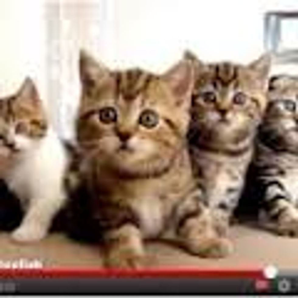 Top 15 Adorable Cat Videos of 2012