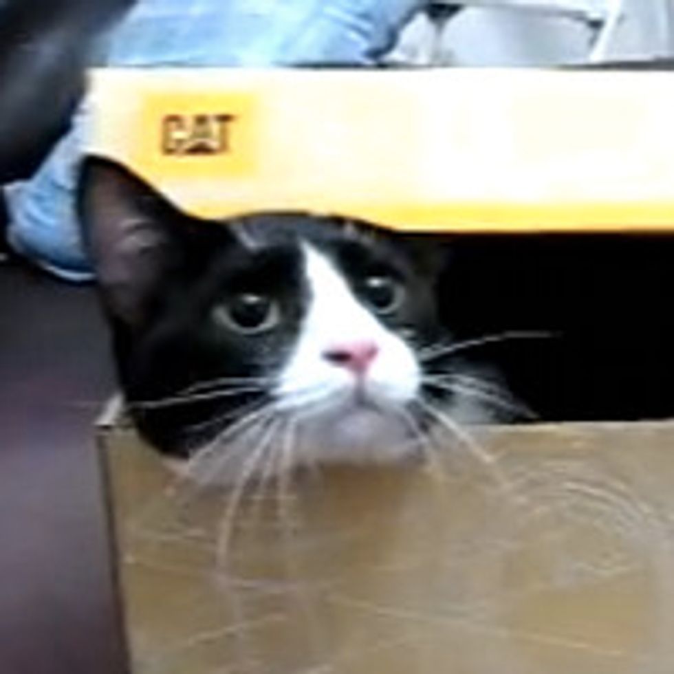 Cat In a Box