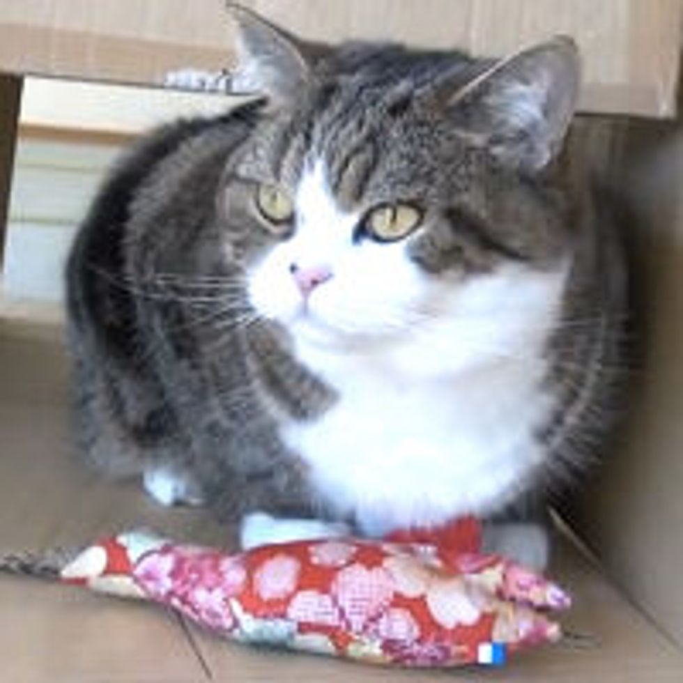 Maru and His Catnip Toy