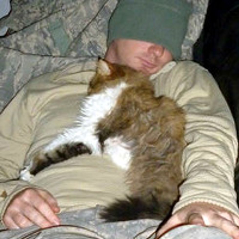 Stray Cat from Middle East Adopted by US Army