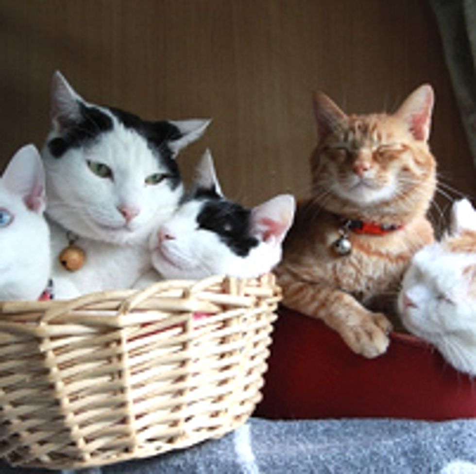 One Cat Doesn't Fall for the Toy
