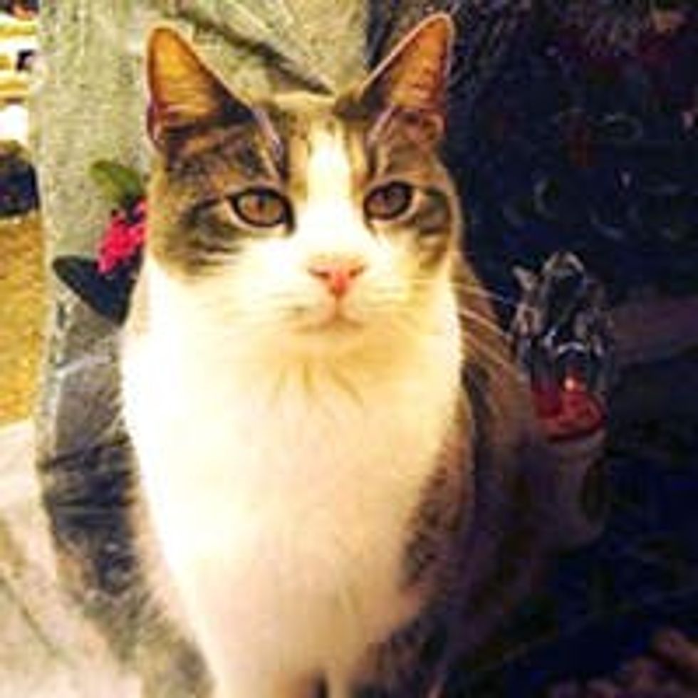 Loyal Cat Brings Gifts and Visits to His Master’s Tomb