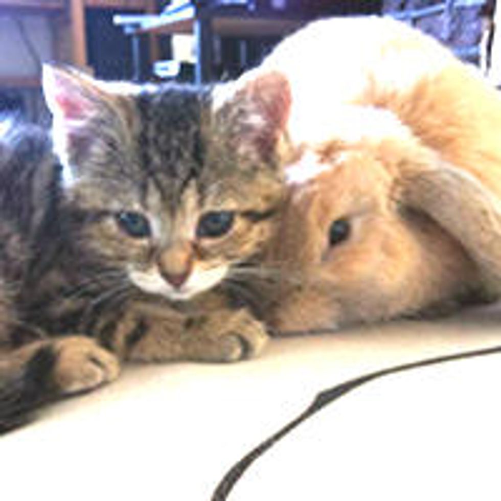 Blind Kitten and Rabbit Find Each Other & Become Best Friends