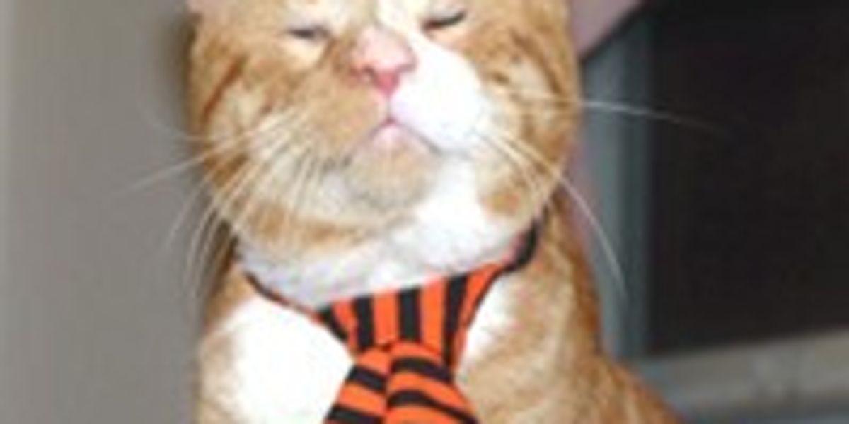 Orange Wonder Cat Lives on Streets Blind, Finds a Place to Call Home