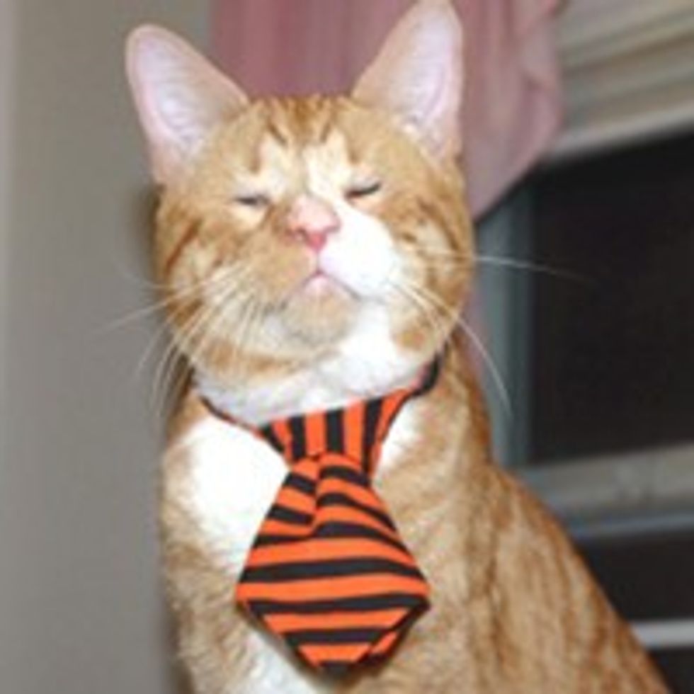 Orange Wonder Cat Lives on Streets Blind, Finds a Place to Call Home