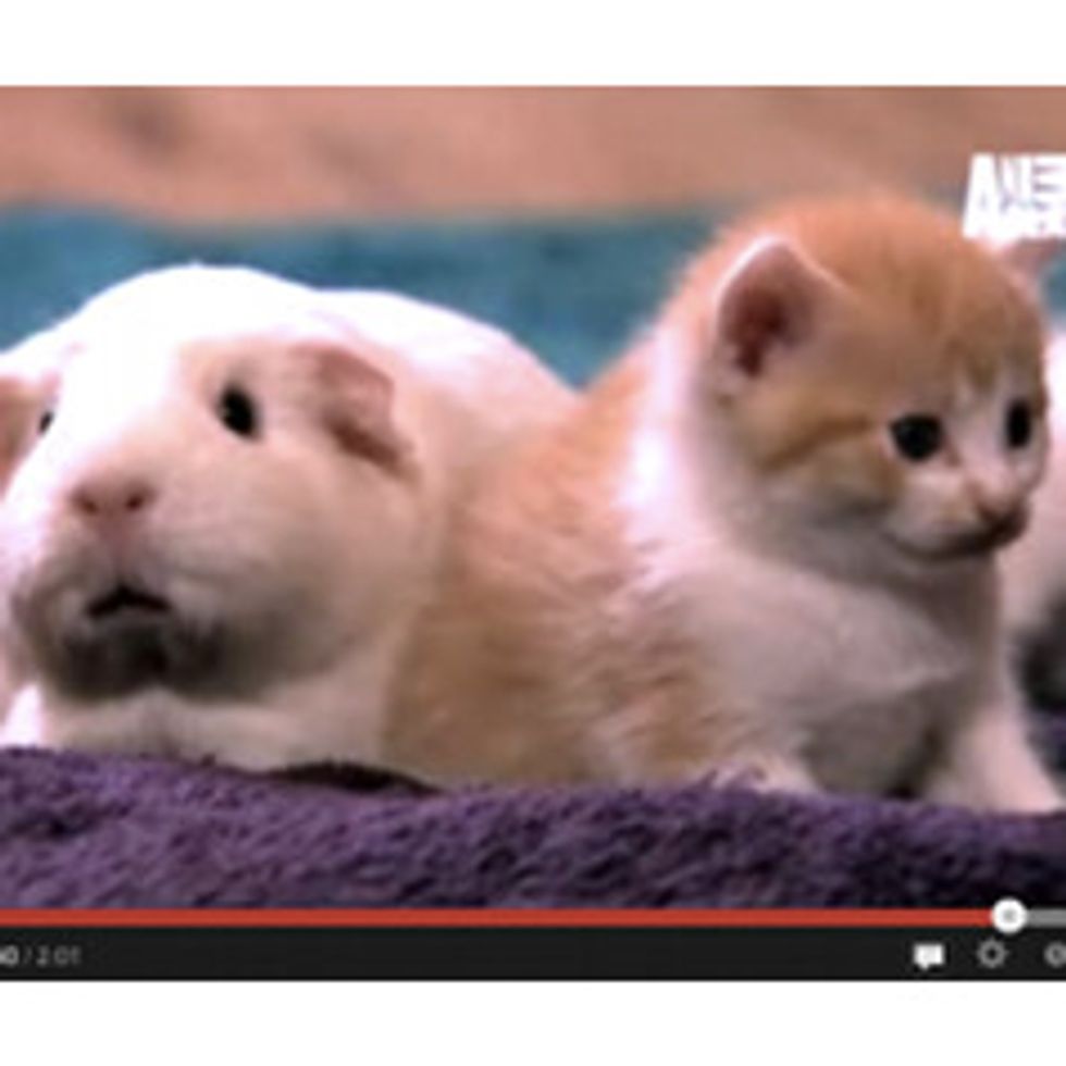 Kittens Make Friends with Guinea Pig - Too Cute