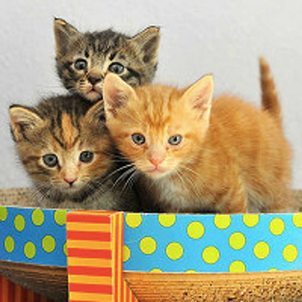 Little Fuzzy Kittens Rescued on Property