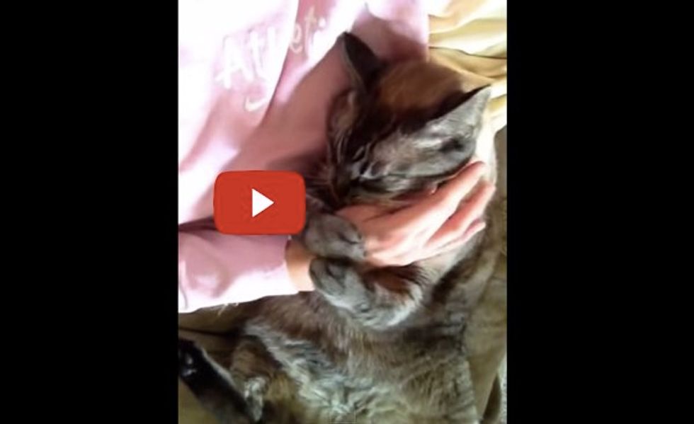 Kitty Grabs Human's Hand for More Petting and Love