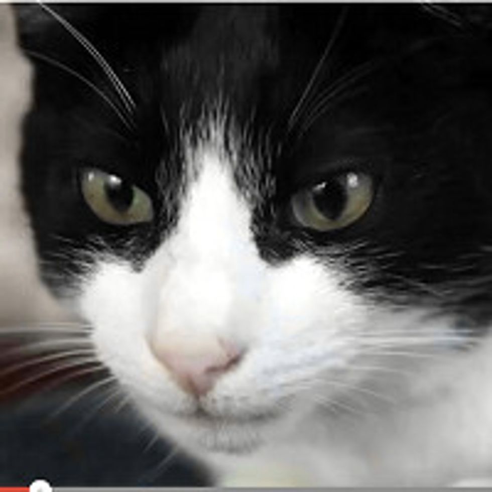Merlin the Cat, Possibly the Loudest Purrer