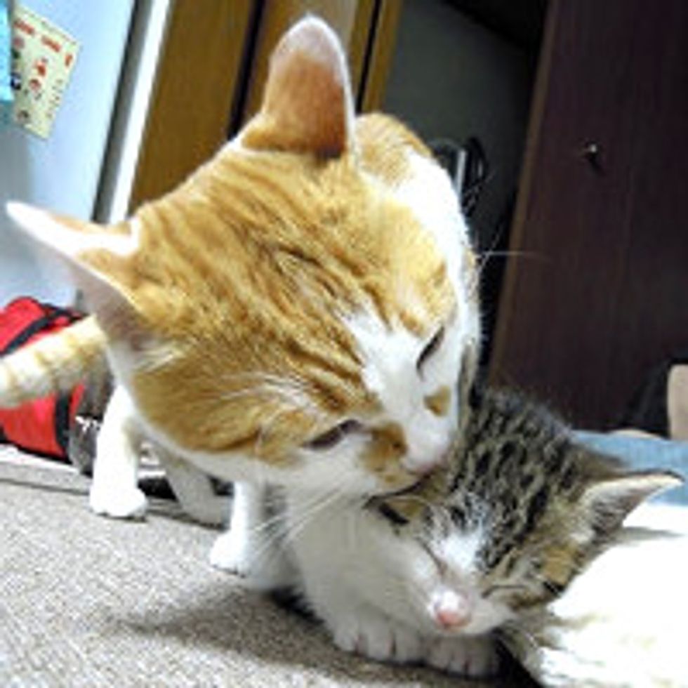 Kitten Adopted by Cat, Chronicle of Their Friendship