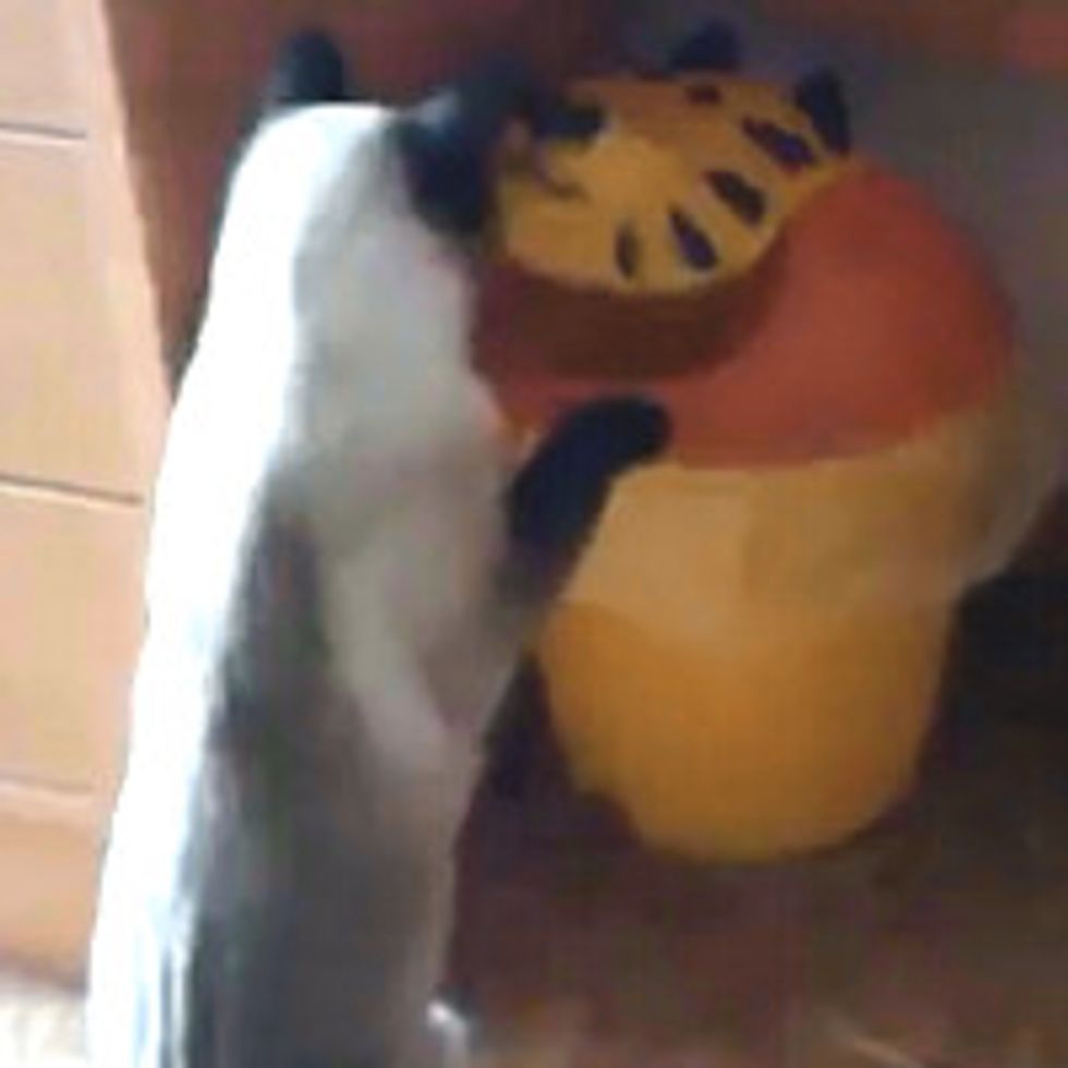 Kitty Boxing Tiger Face