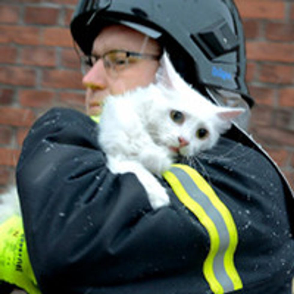 firefighters saving cats