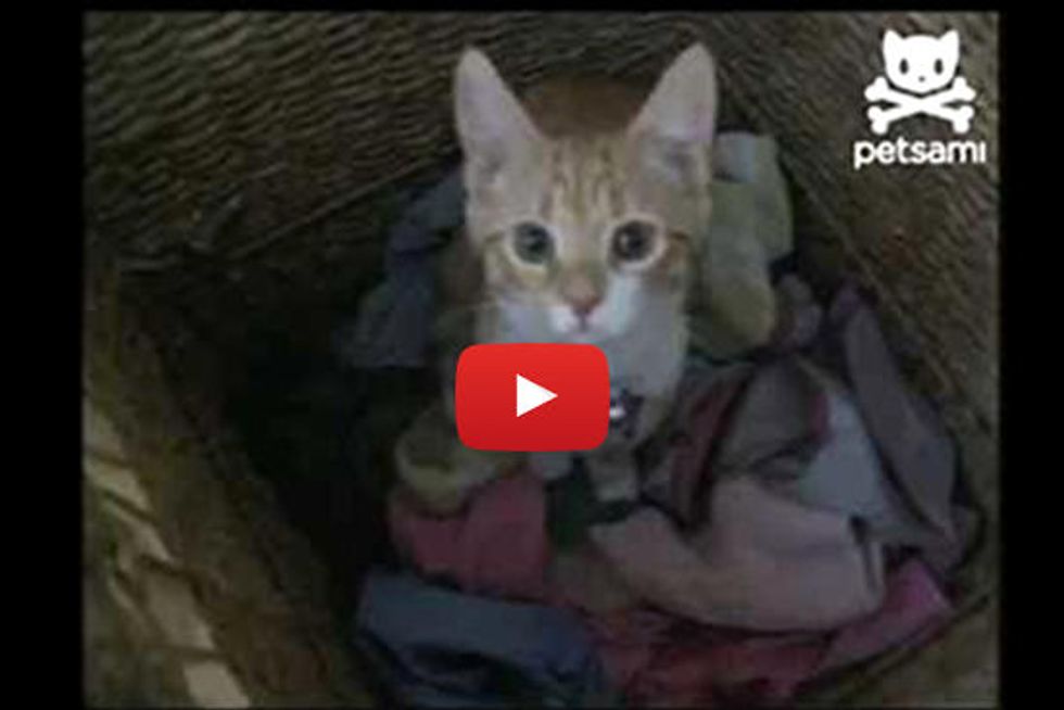 Kitten Helps Out with the Laundry