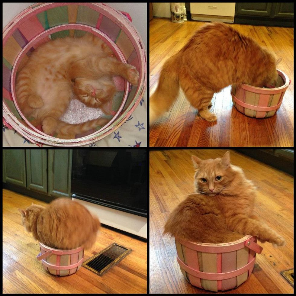 Kitty and His Bucket