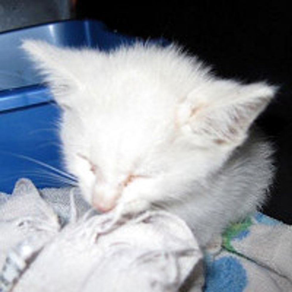 Kitten Saved from the Middle of a Busy Road, Now Thrives