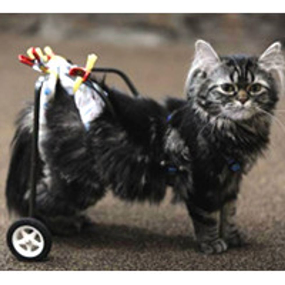 Paralyzed Kitten Gets New Wheels Thanks to High School Robotics Club