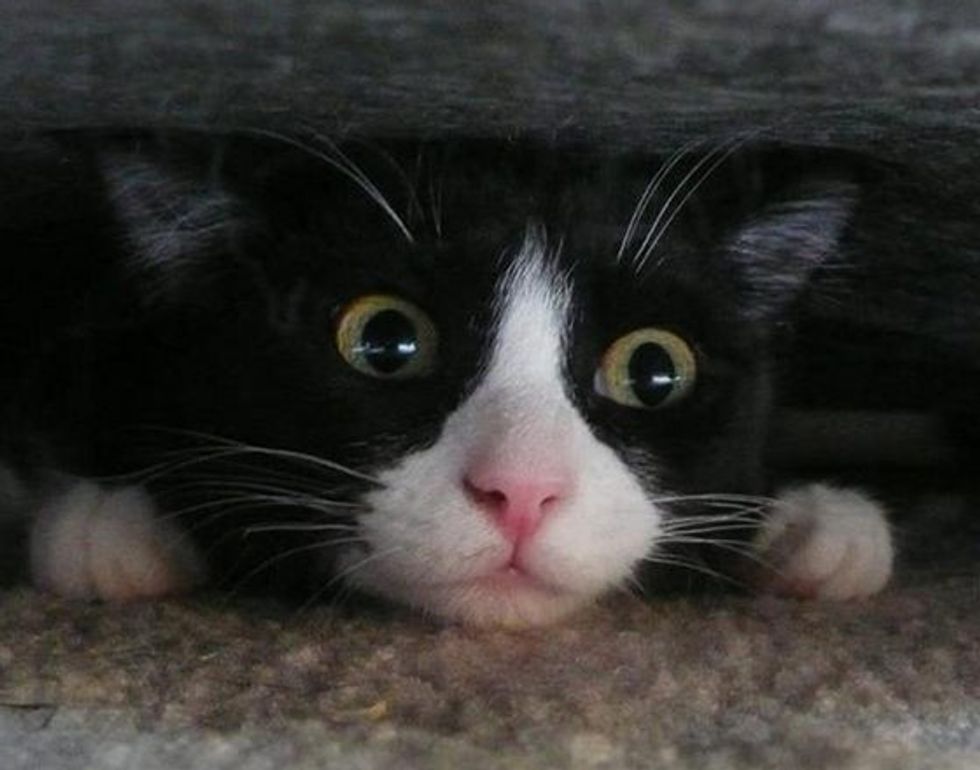 Under the Couch