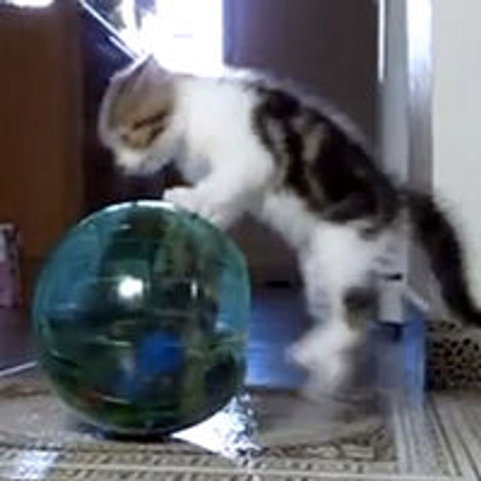 Funny Quirks of Kittens