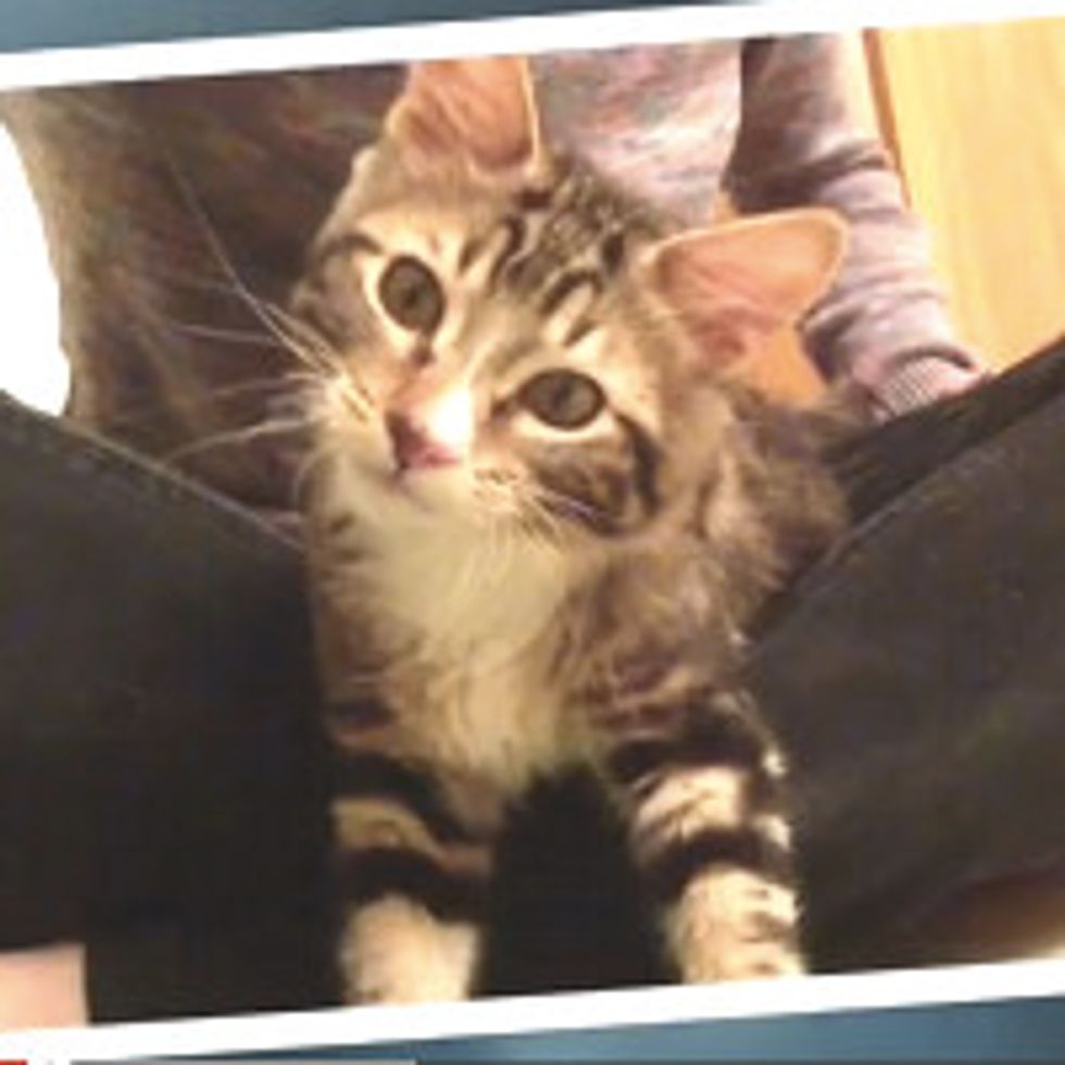 Rupert Wobblepants Wobbles into New Life