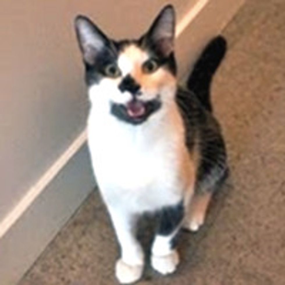 8 Things that Cats Do Just Like Dogs