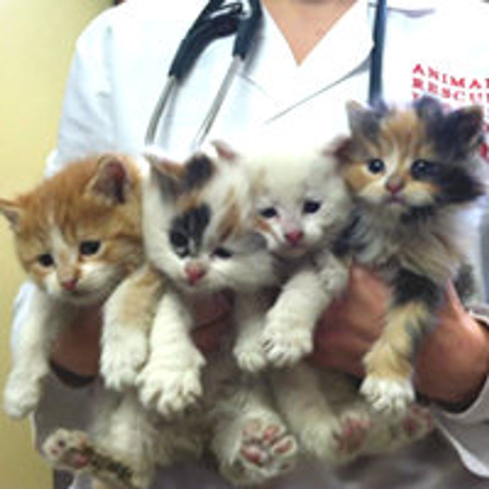 Abandoned Kittens Saved from Freezing Cold in Boston