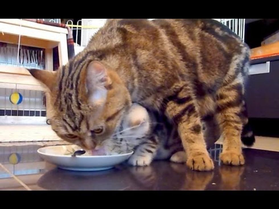 Mom Cat Teaches Kitten To Clean the Dishes