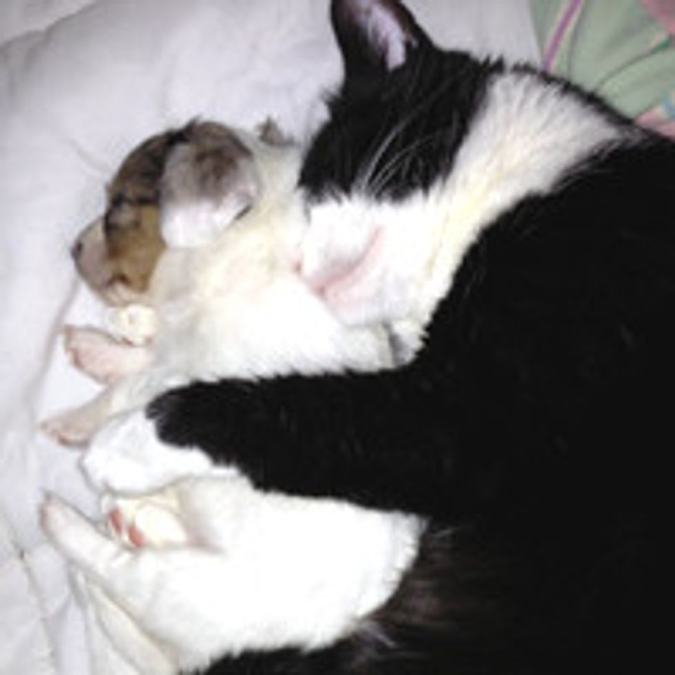 Rescue Cat Cuddles Adopted Puppy to Sleep