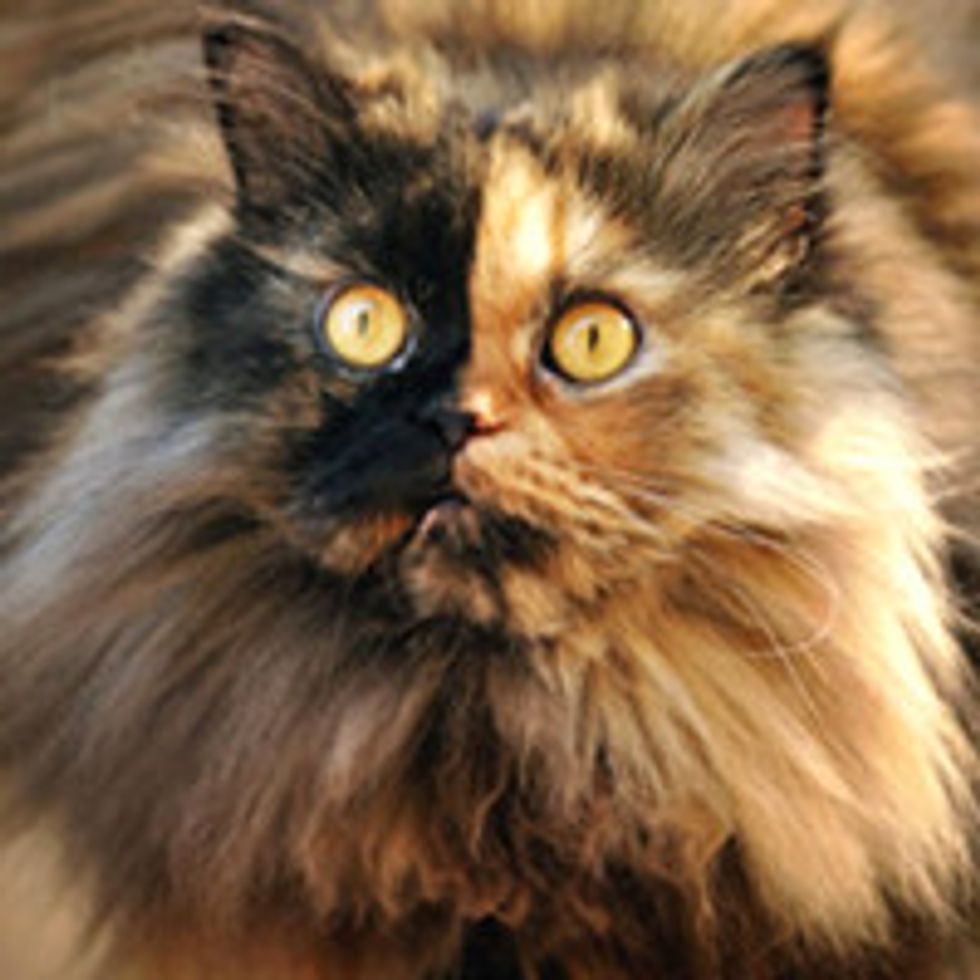 Puffy the Two-faced Cat Finds New Home
