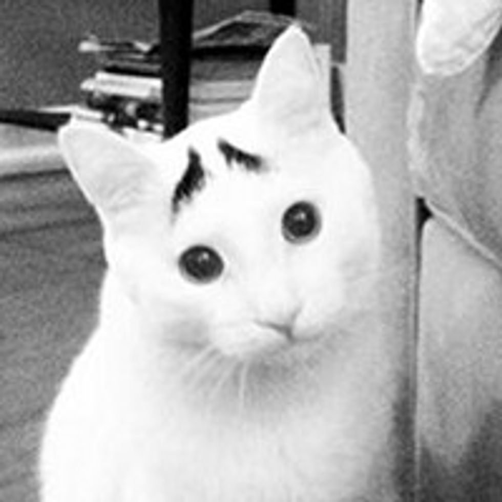 Sam the Cat with Eyebrows and a Permanent Worried Face
