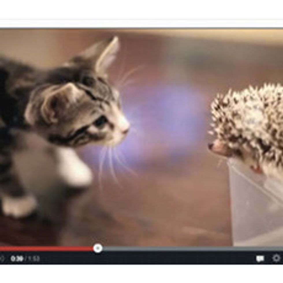 Kitty Meets Hedgehog