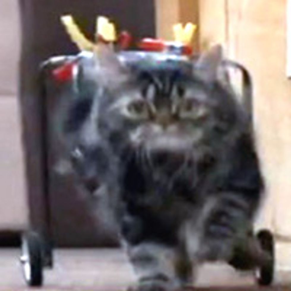 Flipper the Cat Runs in His New Cart