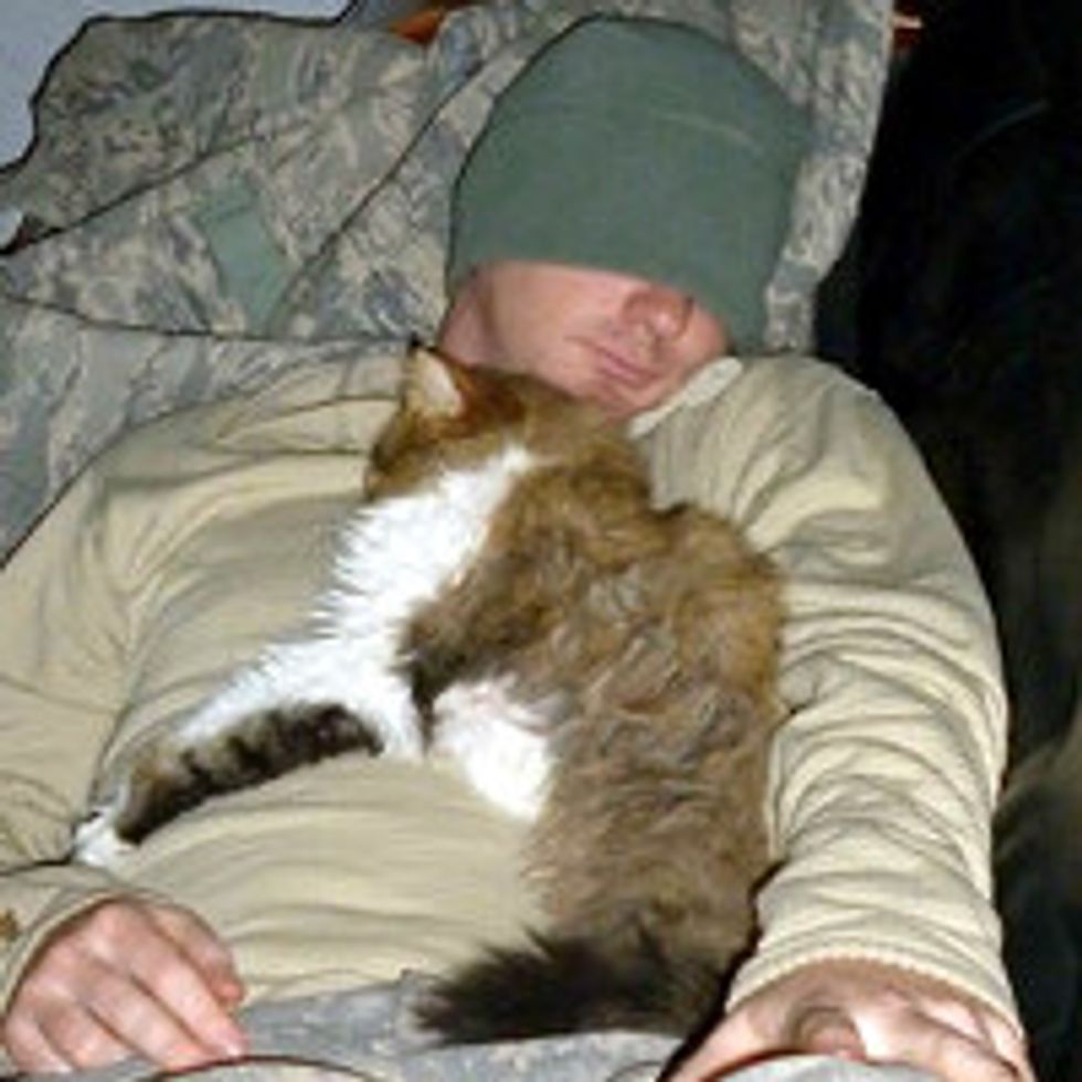 Story Behind the Photo of Kitty Adopted by Soldiers in Kuwait