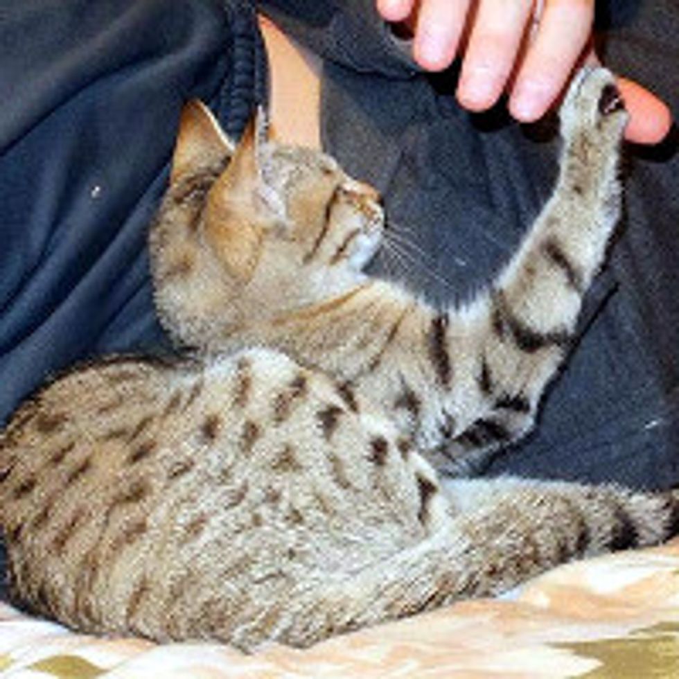 Journey of Rescue Cat from Afghanistan to America