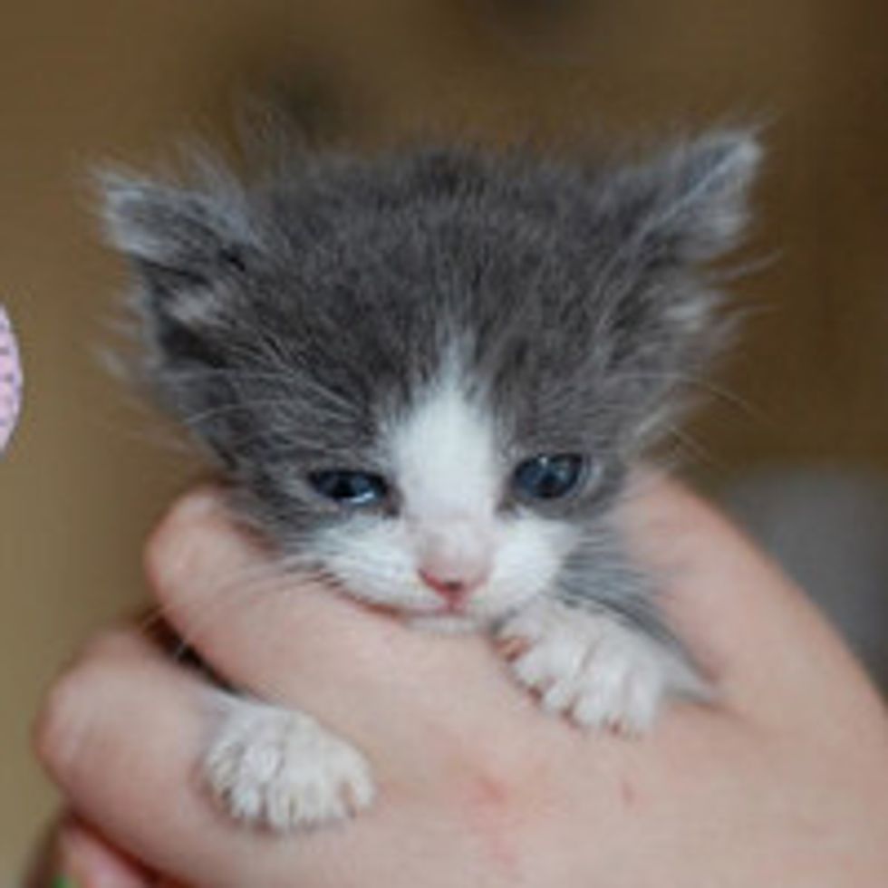 Kisses from Tiny Orphan to Happy Little Angel