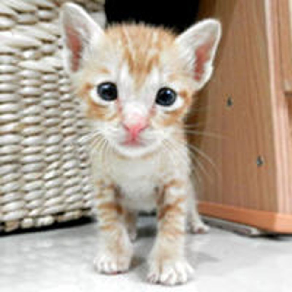 Tiny Ginger Regains Strength and New Life