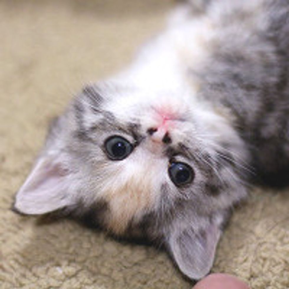 Meet Ellie, Calico Foster with Cutest Nose