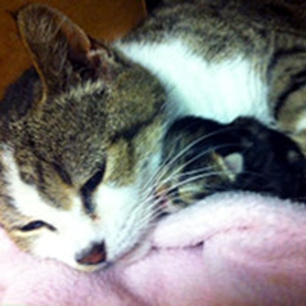 Cat Mom Gives Birth to Her Only Kitten
