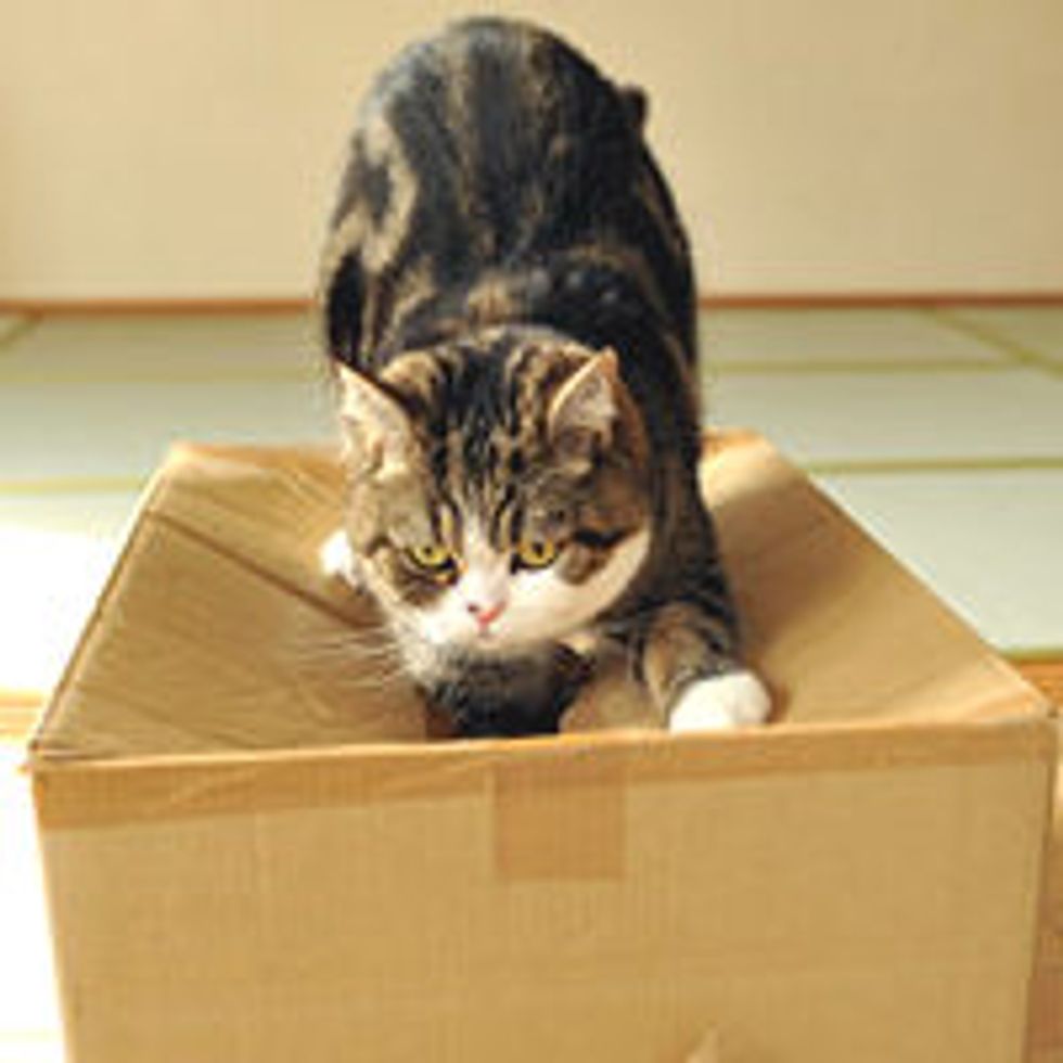 Determined Maru Tries to Get into Box