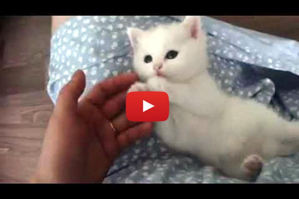 Cute Kitten Melts Hearts