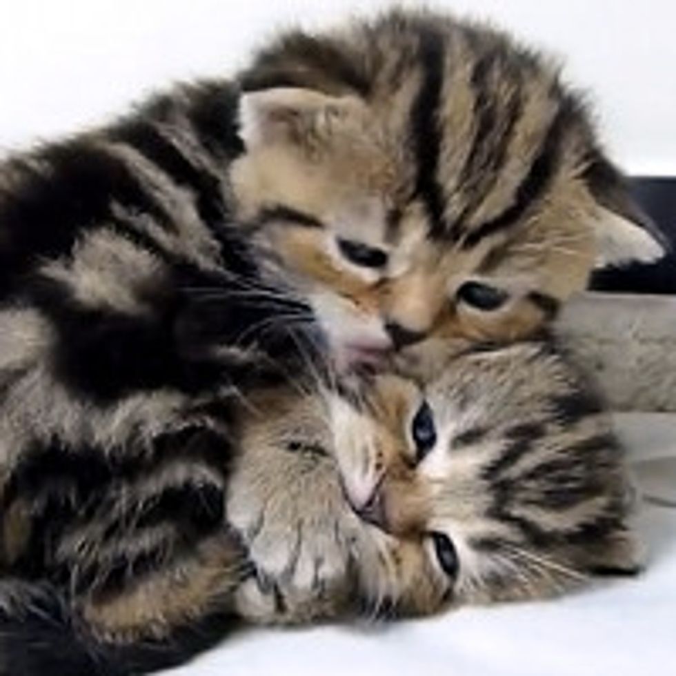 Top 20 cats hugs for Valentine's Day