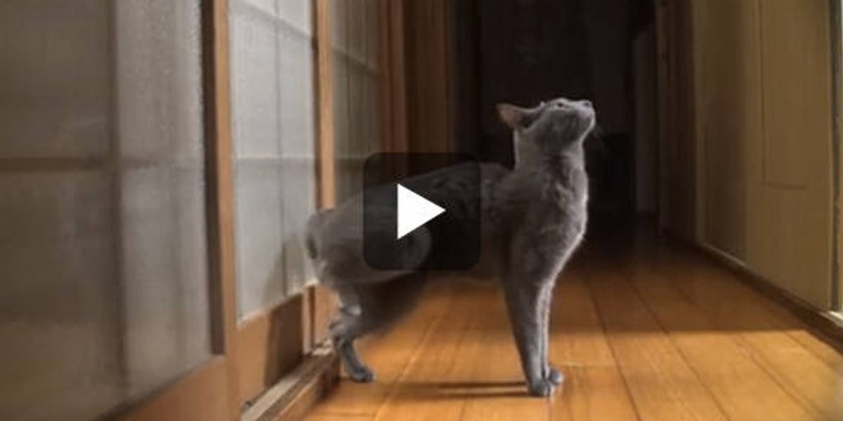 Cat Knocks the Door with Speed Kicking Love Meow