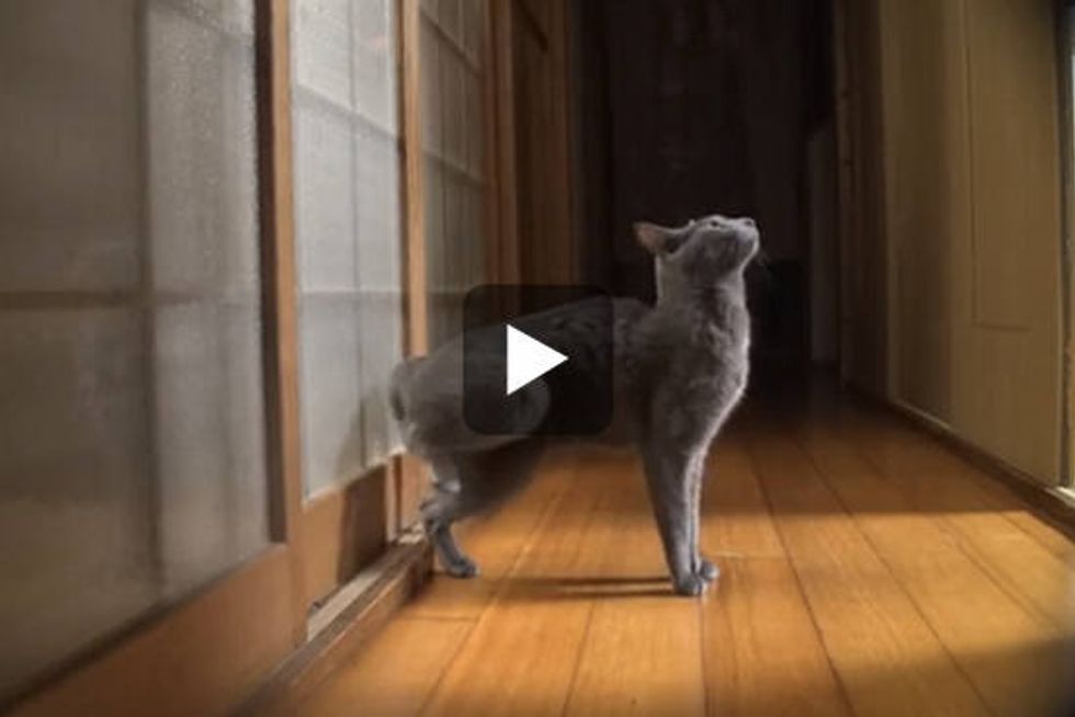 Cat Knocks the Door with Speed Kicking