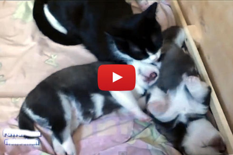Tuxedo Cat Adopts Husky Puppies