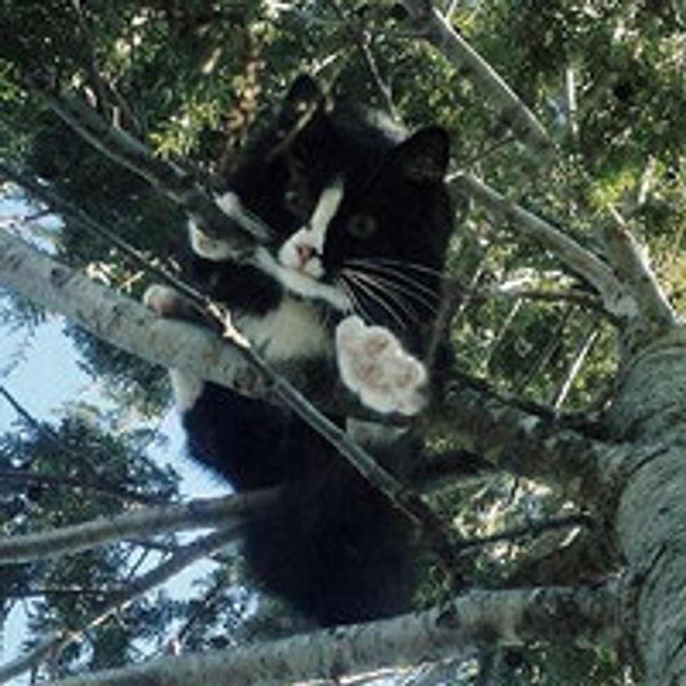 Cat Stuck in Tree for 3 Days Saved and Reunited with Family