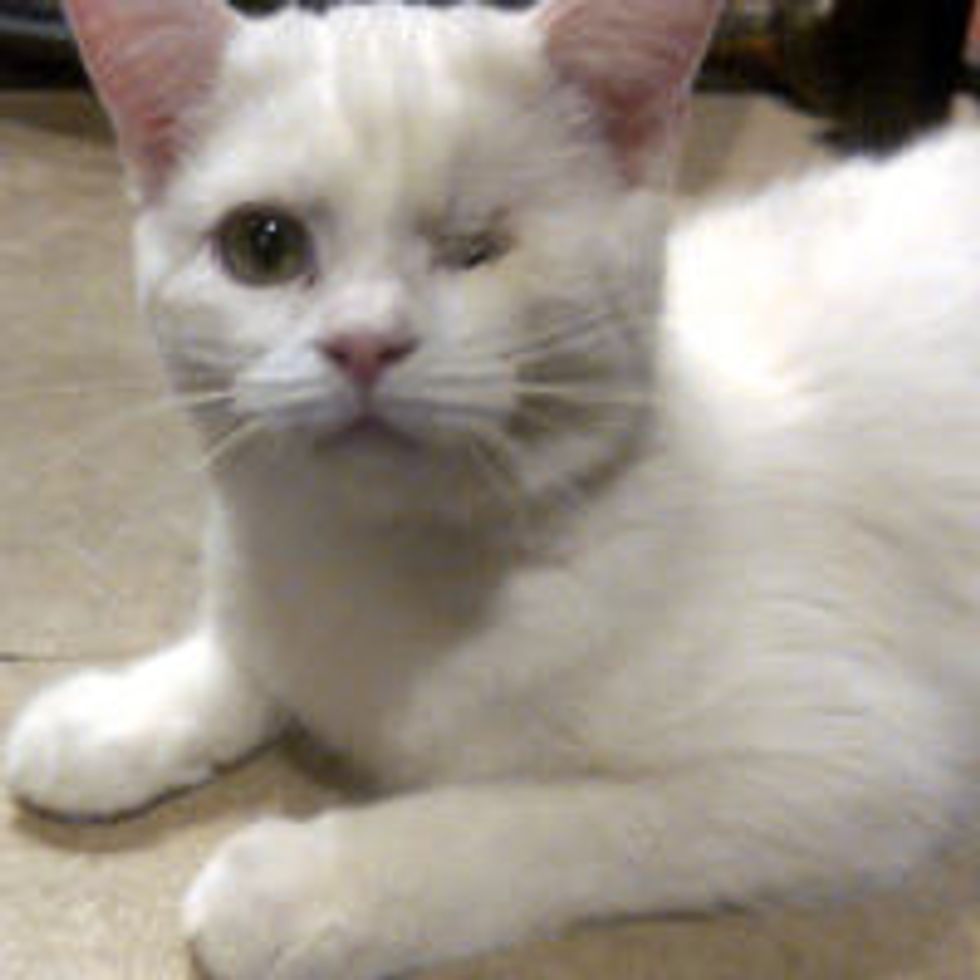 Man Adopts One Eyed Cat Deemed Unadoptable