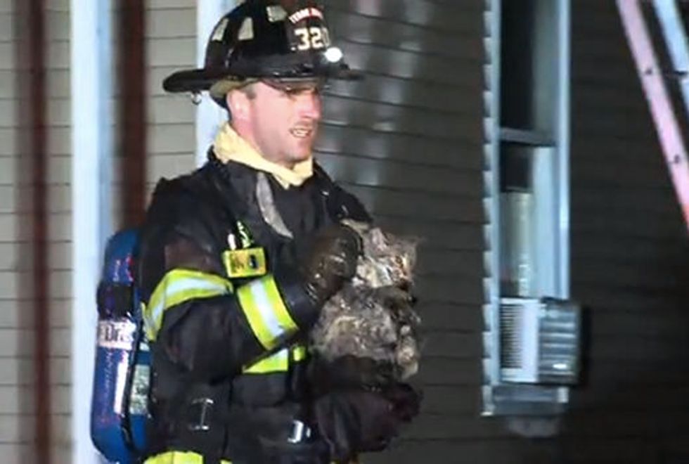 Firefighters Save 87 Cats from Burning Home