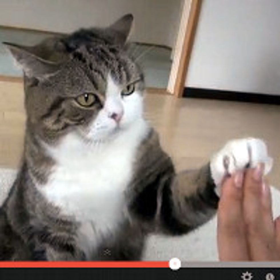 Maru Uses His Cute Fluffy Paws