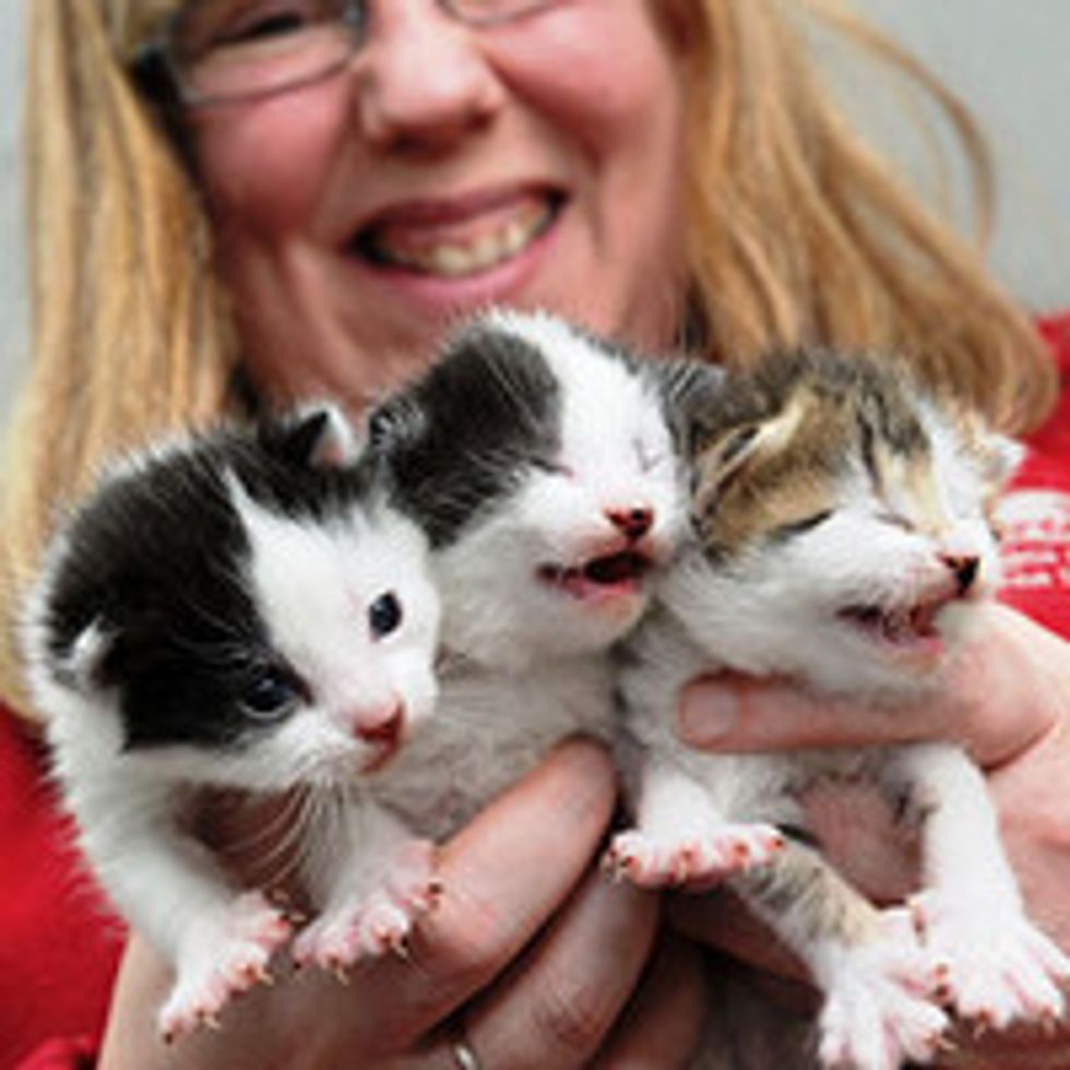 Stray Cat Mama Gives Birth Seconds After Arriving in Hull RSPCA