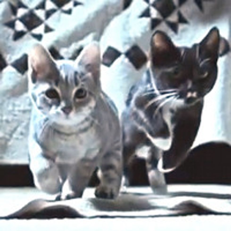Furry Feline Sock Purrtectors