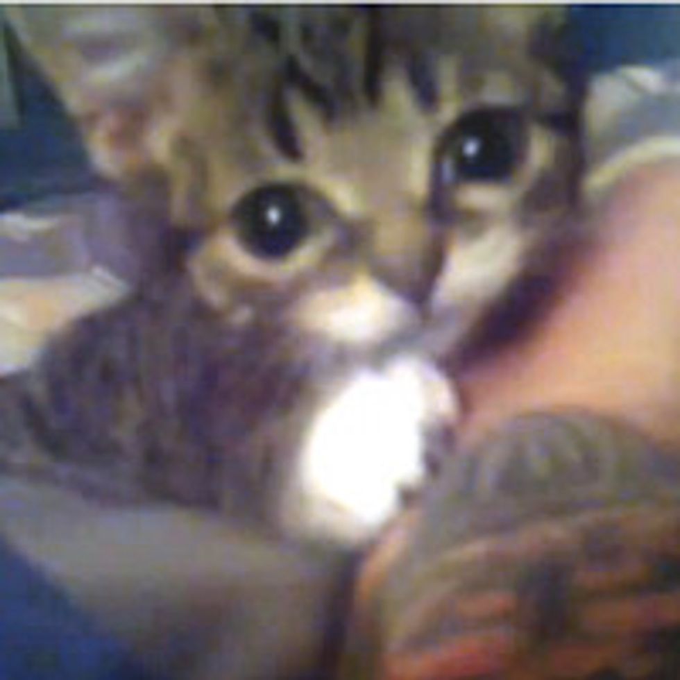 Lil Lil BUB - BUB as a Kitten.